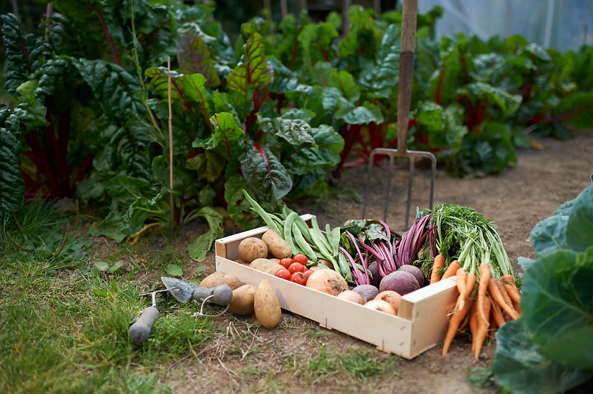 Bio-Garten und Selbstversorgung