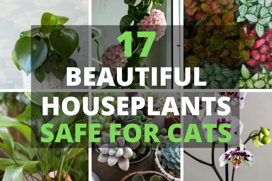 Cats indoor houseplants poisonous silahsilah dangerous potted gardening