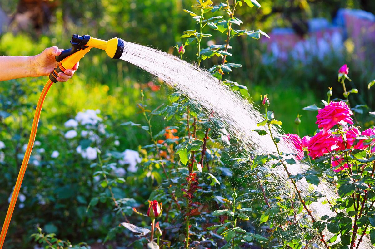 Watering