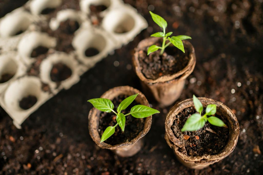 Pflanzenzucht und die Bedeutung von Biodiversität