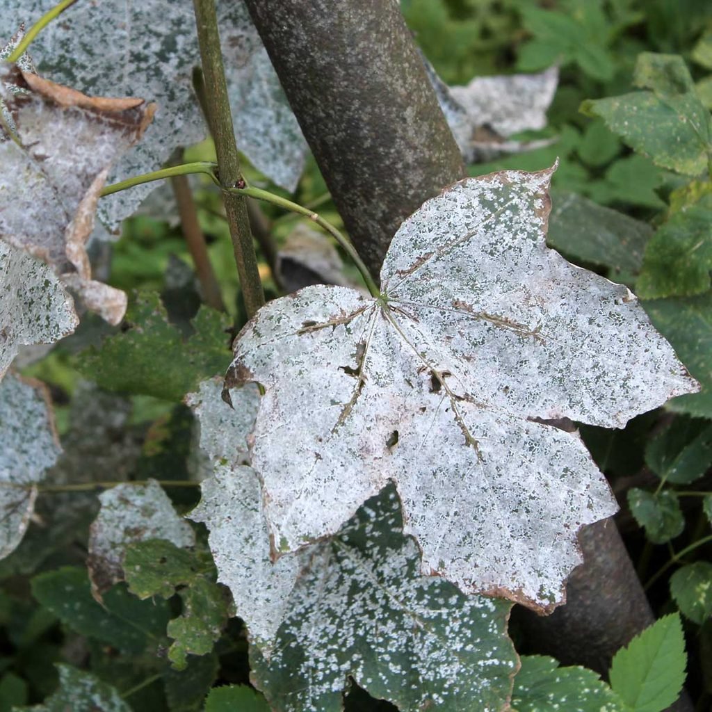 Plant disease diseases common vision computer detecting models medium