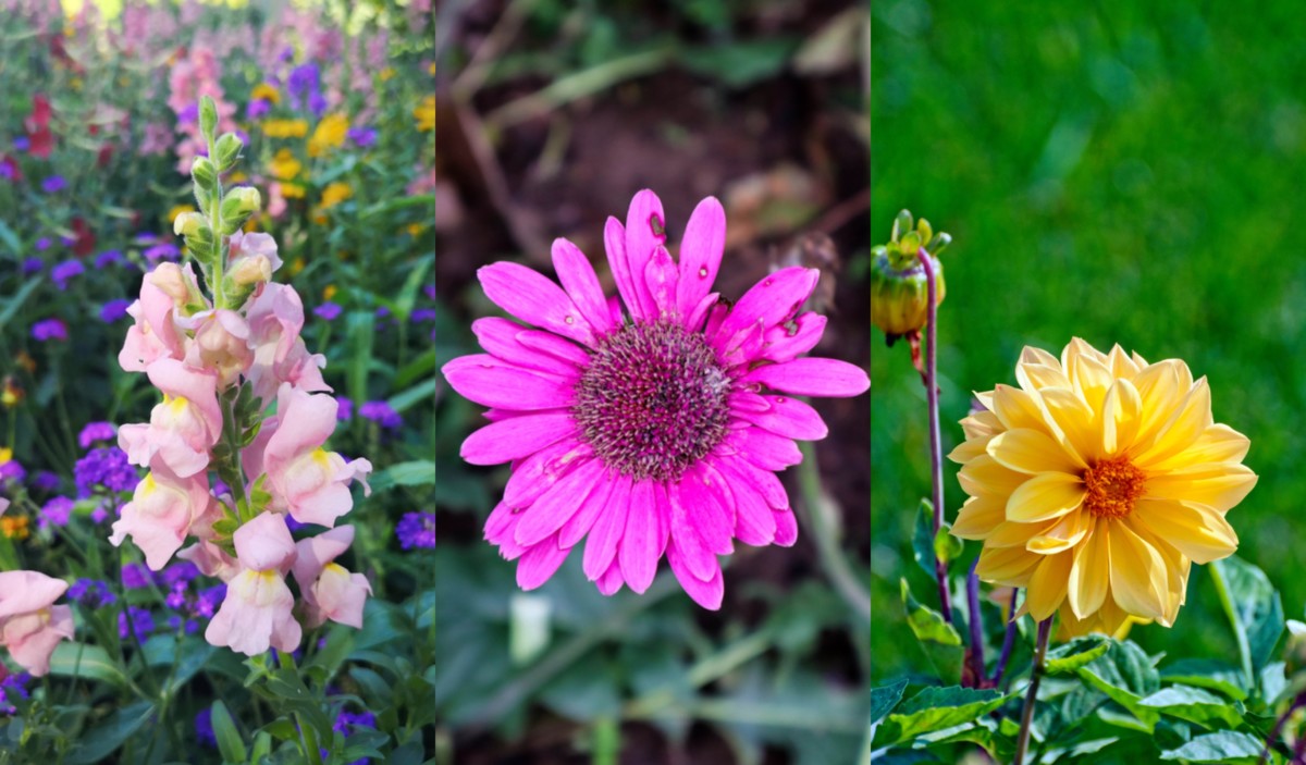 Bloom perennials blooming plants blooms backyardgardenlover hardy dahlias