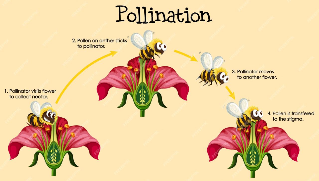 Poster pollinator pollinators plants endangered