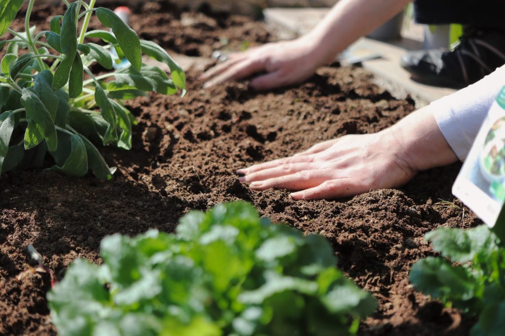 Vegetable soil garden planting seeds prep