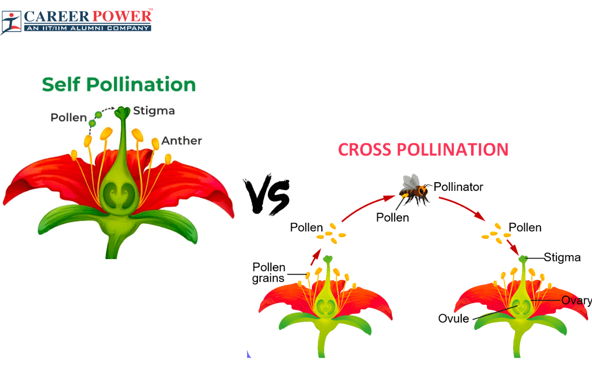 Pollination occurs