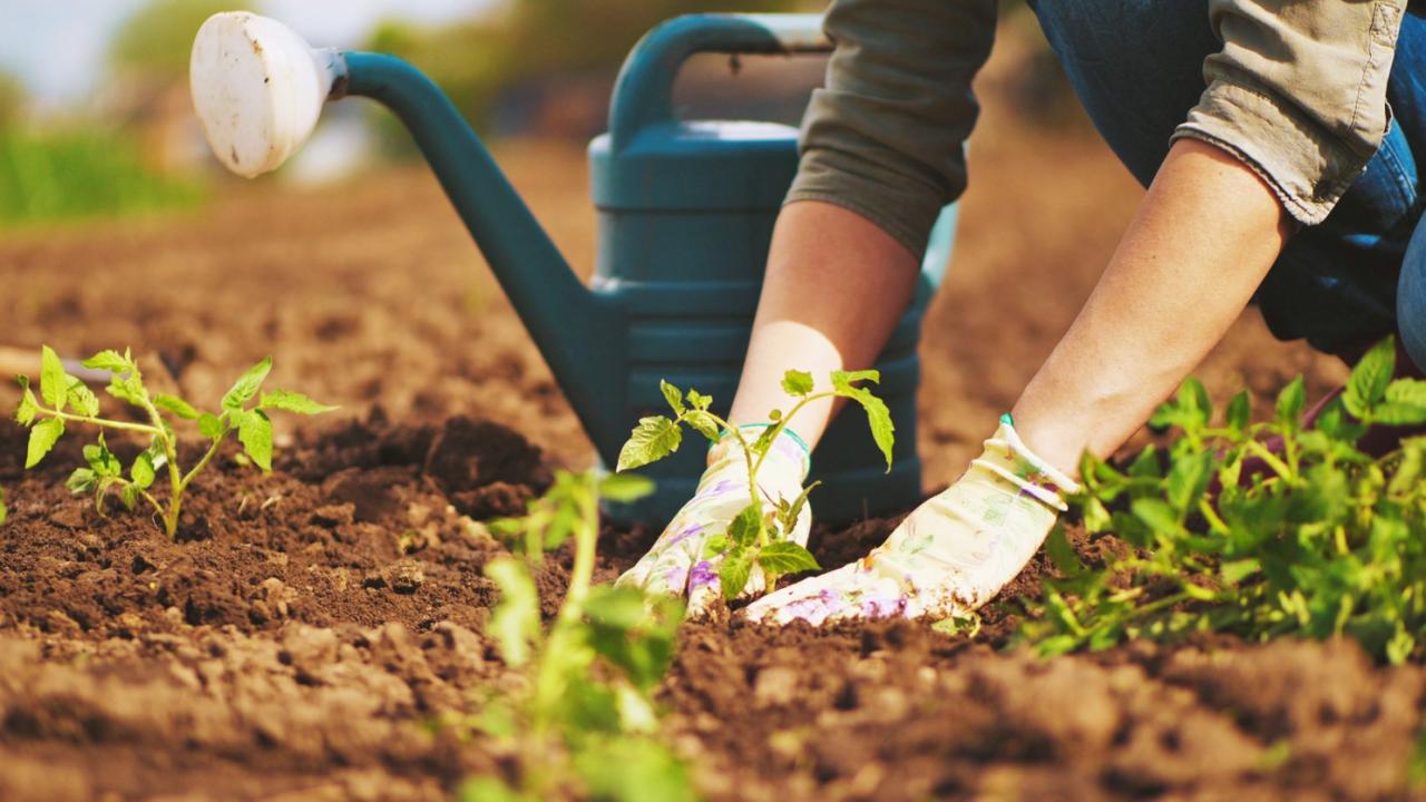 Bio-Garten und Selbstversorgung