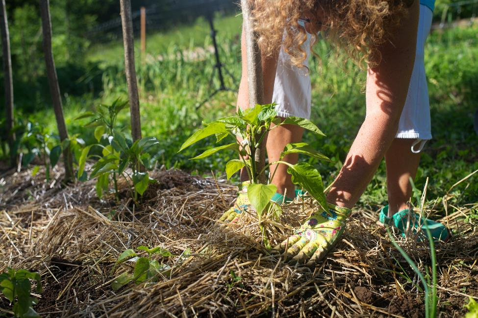 Garden pest protect plants control tips these